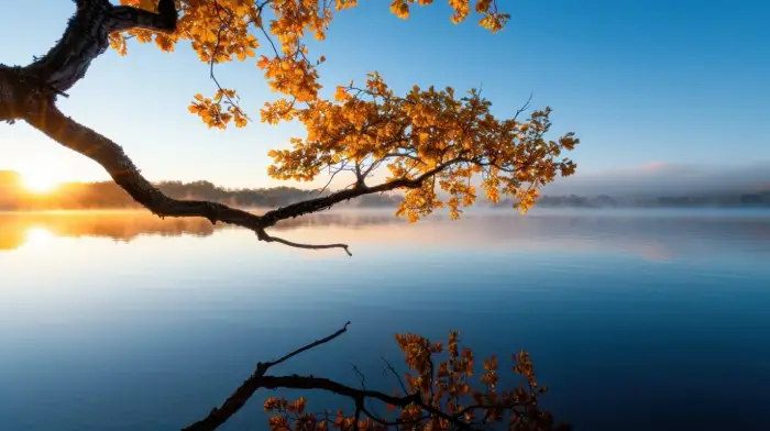 A tranquil lake with a tree in the foreground at sunrise, symbolizing the calm and clarity that can come from family addiction support and effective rehabilitation for young adults.