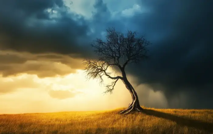 A solitary tree under a sky split between sunlight and storm clouds symbolizes the journey through alcohol recovery and the benefits of giving up alcohol.